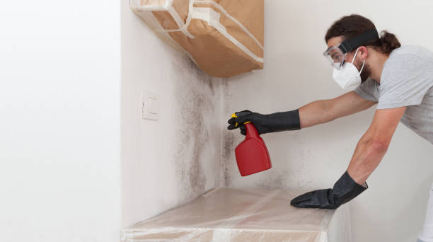 Professional Attic Mold Remediation technician working in Lowell, MA