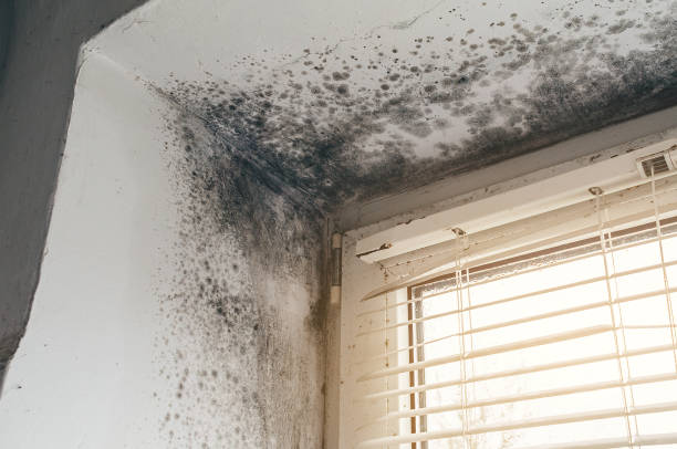 Affordable Attic Mold Remediation solutions in Lowell, MA