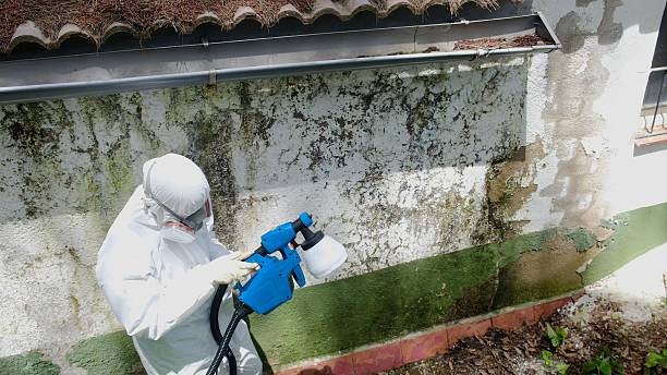 Top rated local Attic Mold Remediation specialists in Lowell, MA